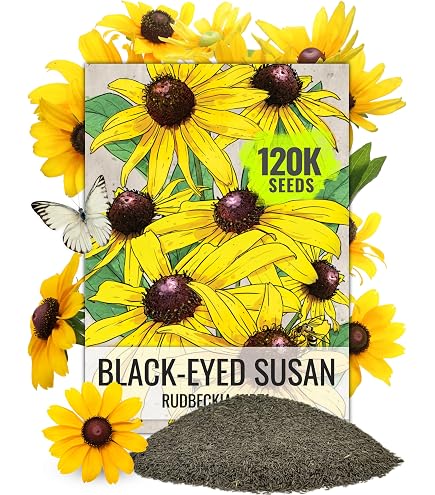 Amazon.com : Purple Coneflower (Echinacea Purpurea) Seeds - Pack of 7,500+  Seeds by Seeds2Go : Patio, Lawn & Garden