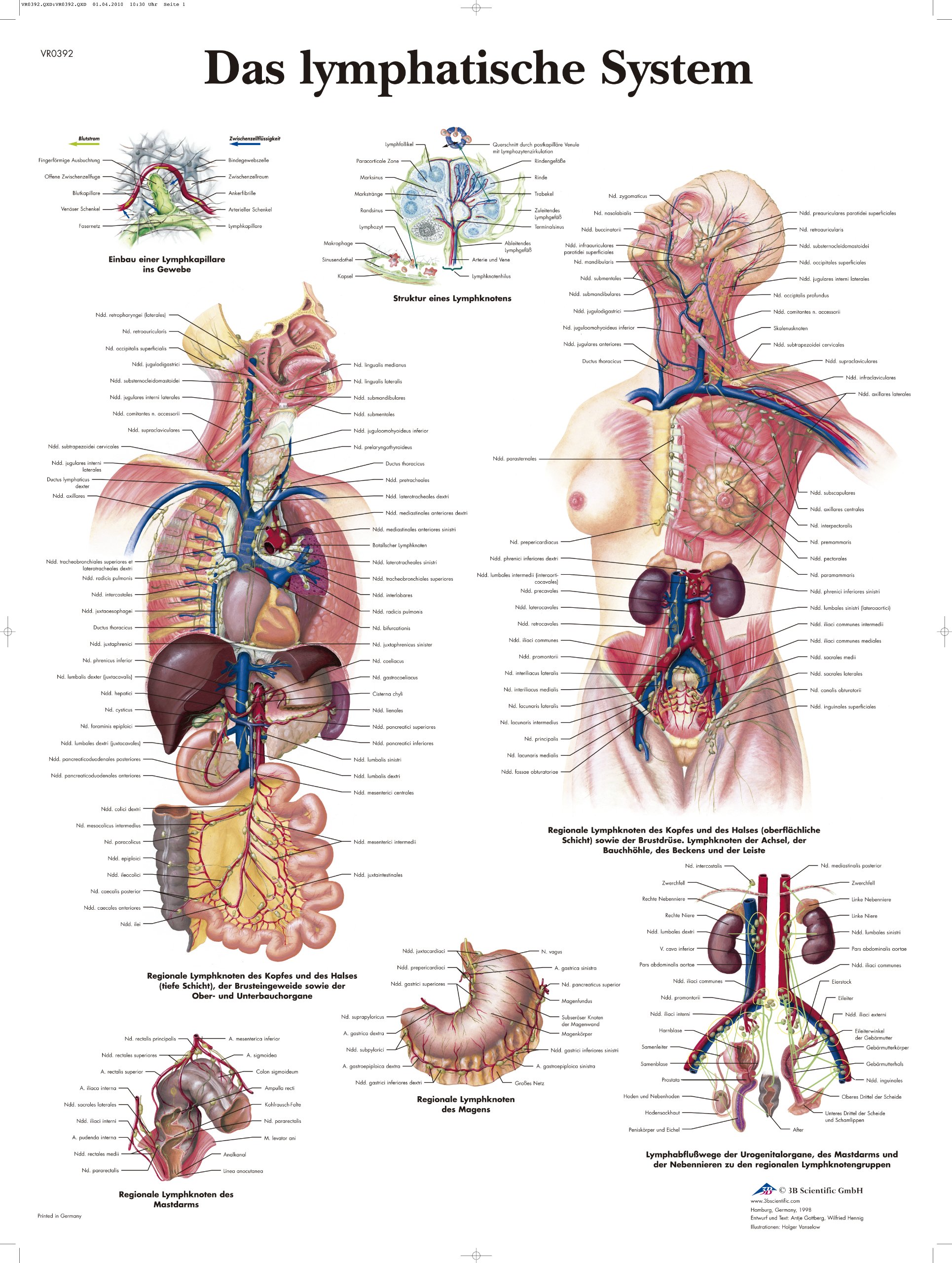 3B Scientific Educational Chart - The Lymphatic System