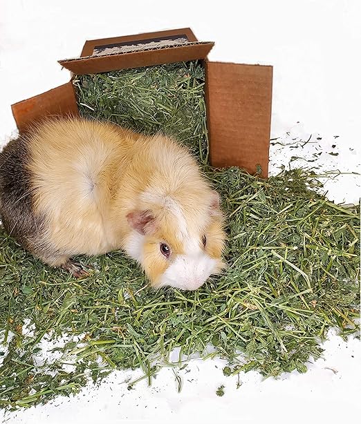 can guinea pigs eat alfalfa