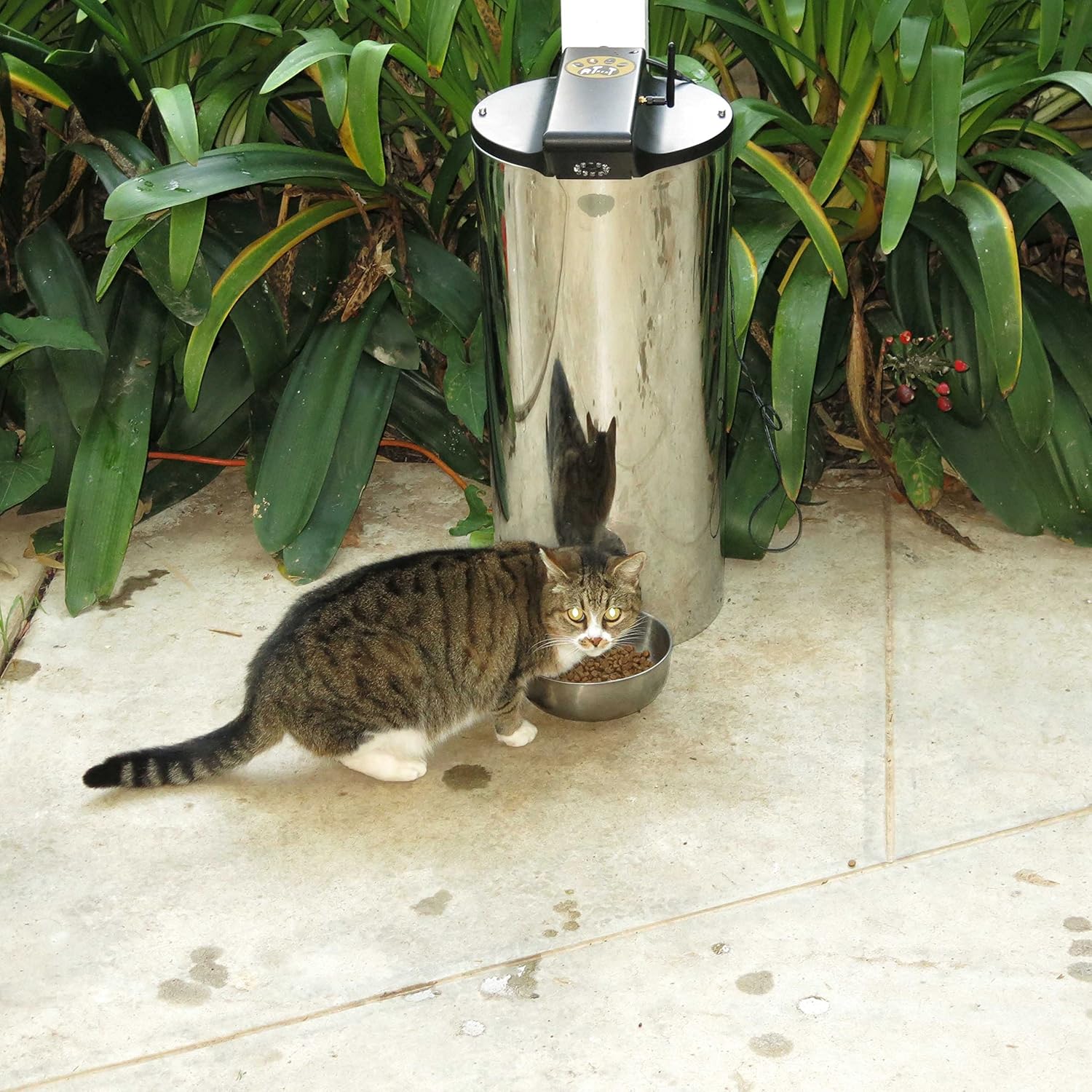 Pet Supplies PetPal WiFi Automatic Pet Feeder Amazoncom