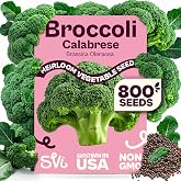 SVI 800 Calabrese Broccoli Seeds for Sprouting (Brassica oleracea VAR. capitata) - Green Broccoli Sprouts Seed Packets - Non-GMO Heirloom Vegetable Seeds for Planting Outdoors &amp; Indoors Garden