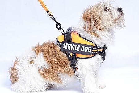 olx jack russell puppies