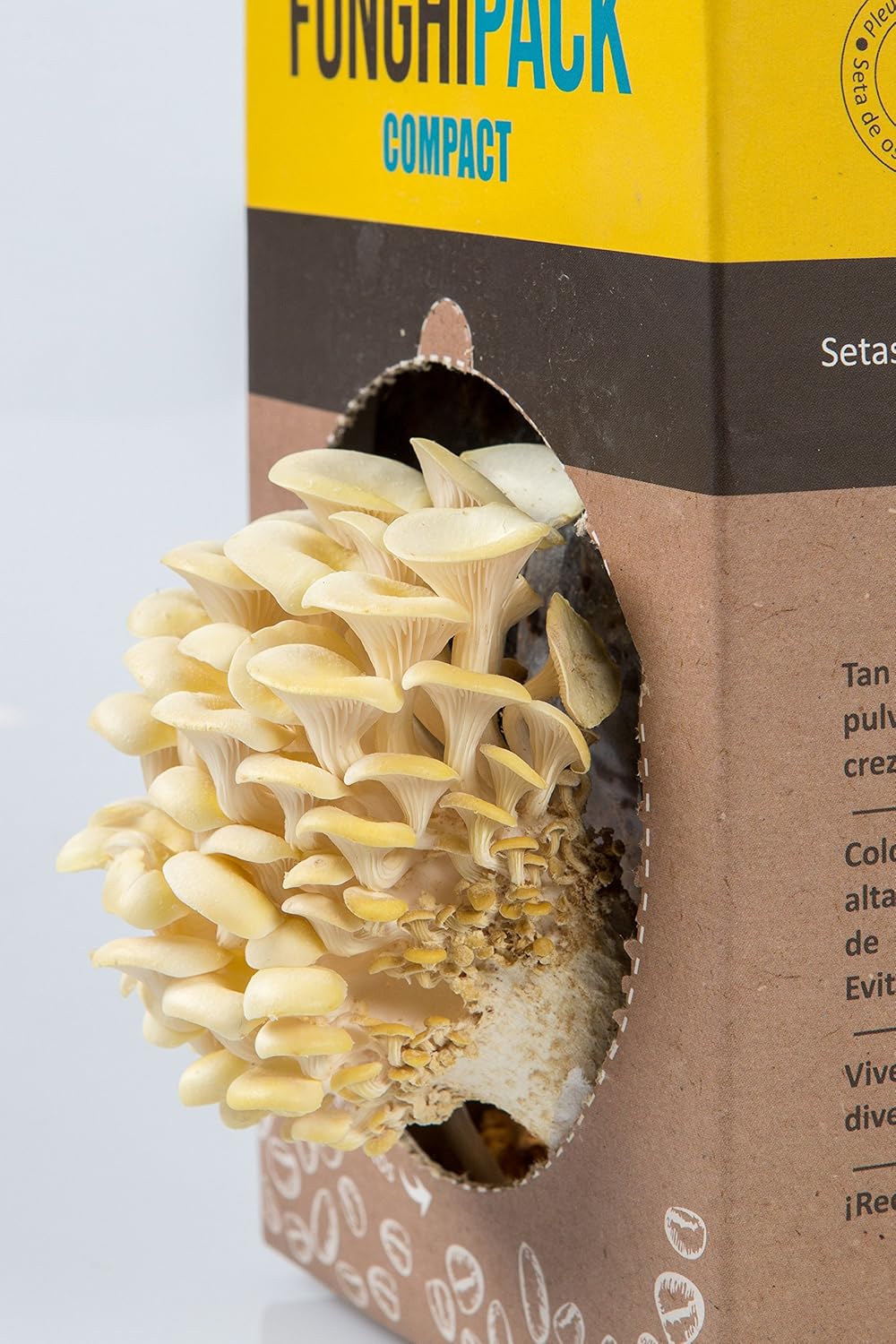 Funghipack Compact-Kit de cultivo de setas sobre posos de café ...
