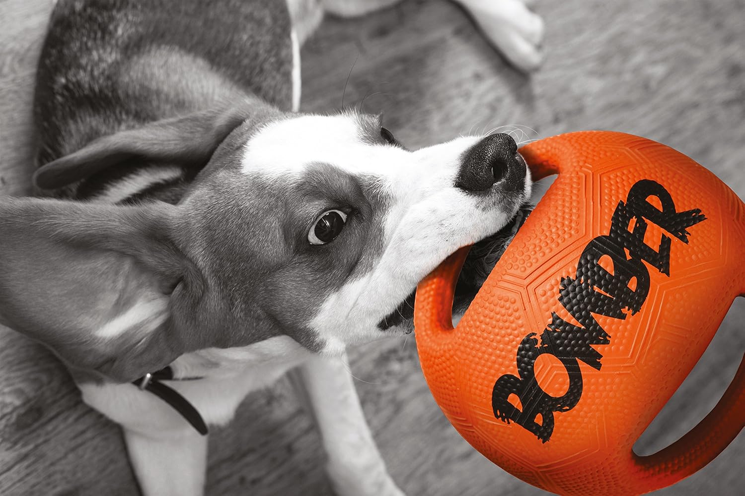zeus bomber dog toy