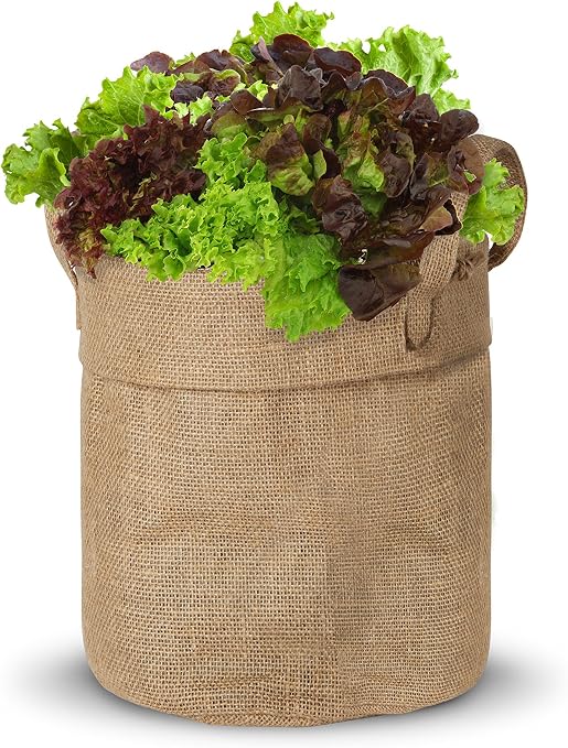 Kit de Cultivo Maceta de Yute Lechuga Rizada BIO (Semillas ...
