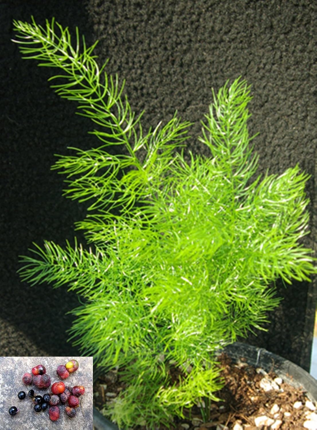Buy Seedstores 3 Seeds of Rare & Precious Asparagus Racemosus