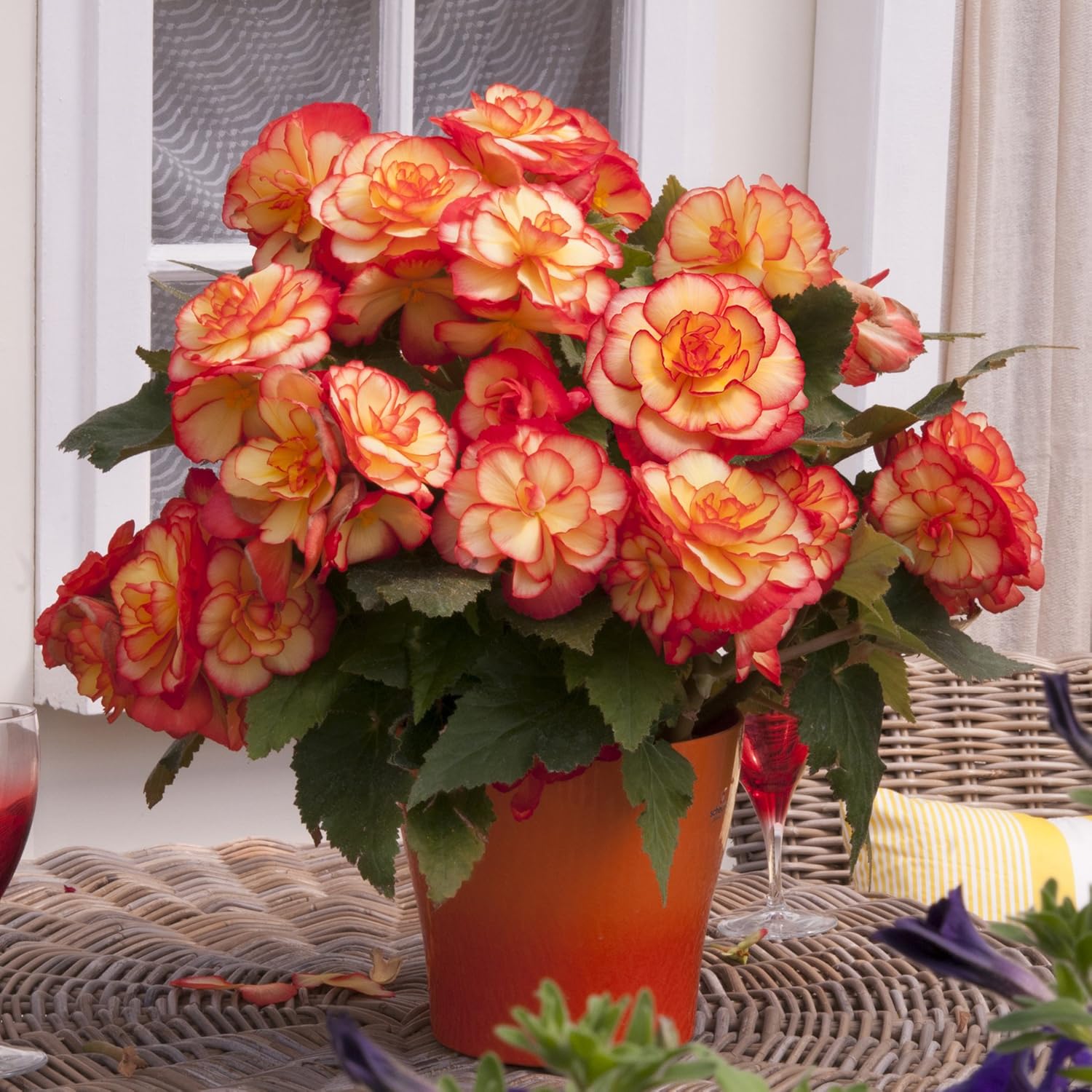 Begonia Majestic Sunburst Picotee x 12 Jumbo Plug Amazon.co.uk Garden