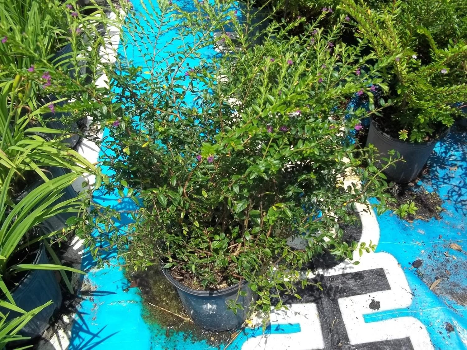 Mexican Heather Cuphea False Heather Live Plant Ground