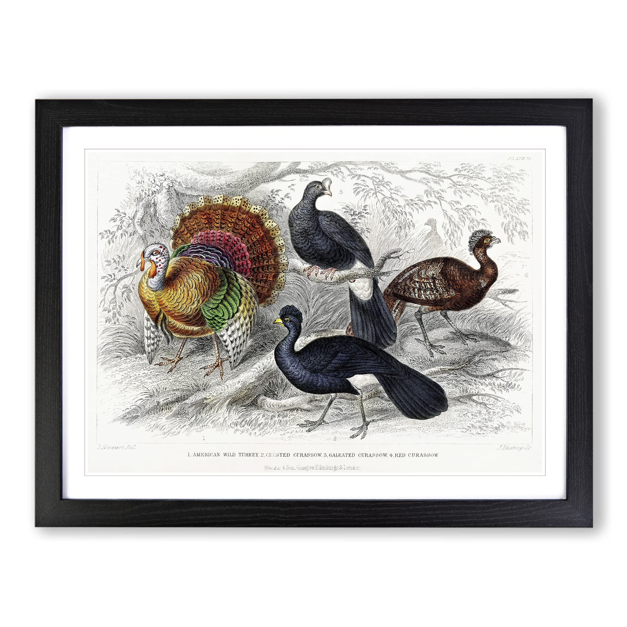Wild Turkey & Curassow Birds By Oliver Goldsmith Vintage Framed Print | A3 Black Framed Wall Art | Ready to Hang | Classic Animal Picture | Living Room Bedroom Lounge Office