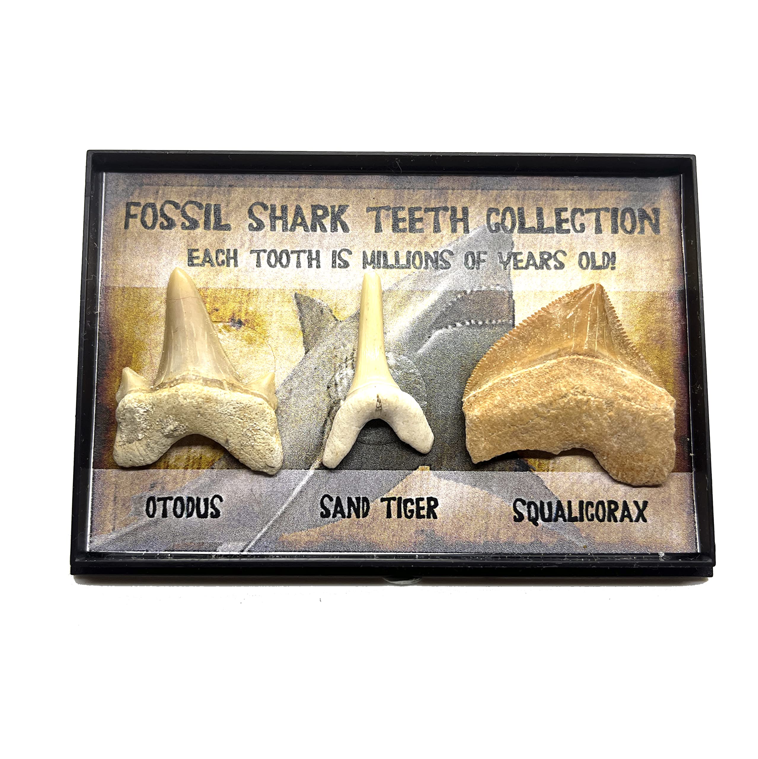 Real Prehistoric Fossil Shark Teeth Collection Otodus Obliquus Squalicorax