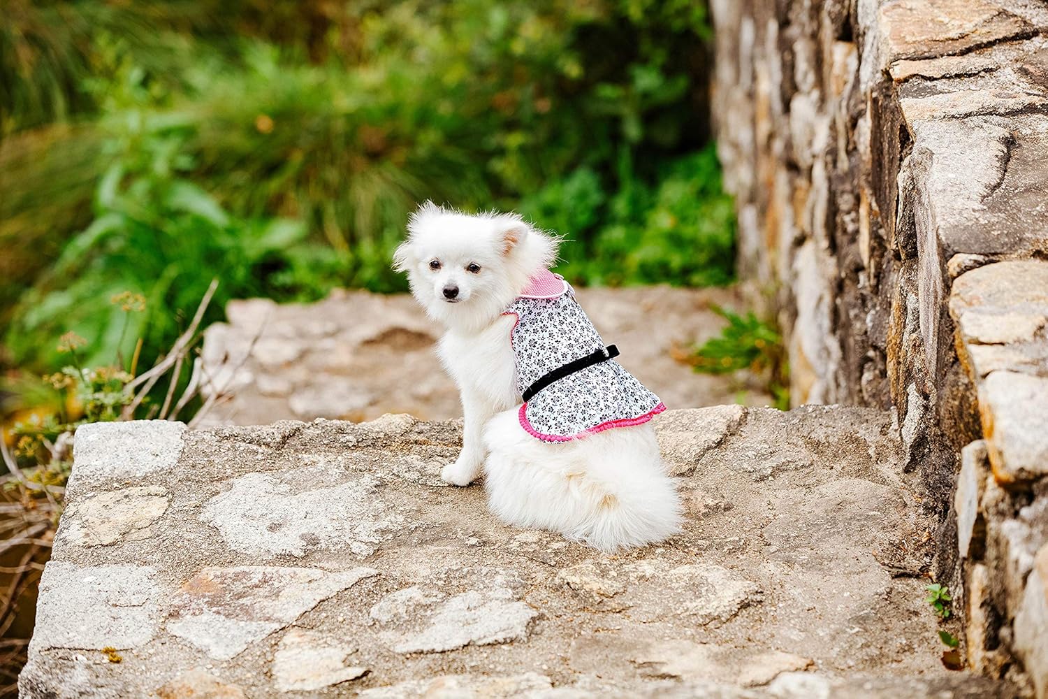 xxs dog harness dress