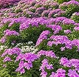 Creeping Thyme Seeds for Planting - 1000+ Mix