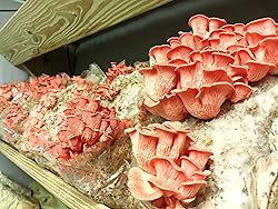 Pink Oyster Mushroom (Pleurotus djamor) Liquid