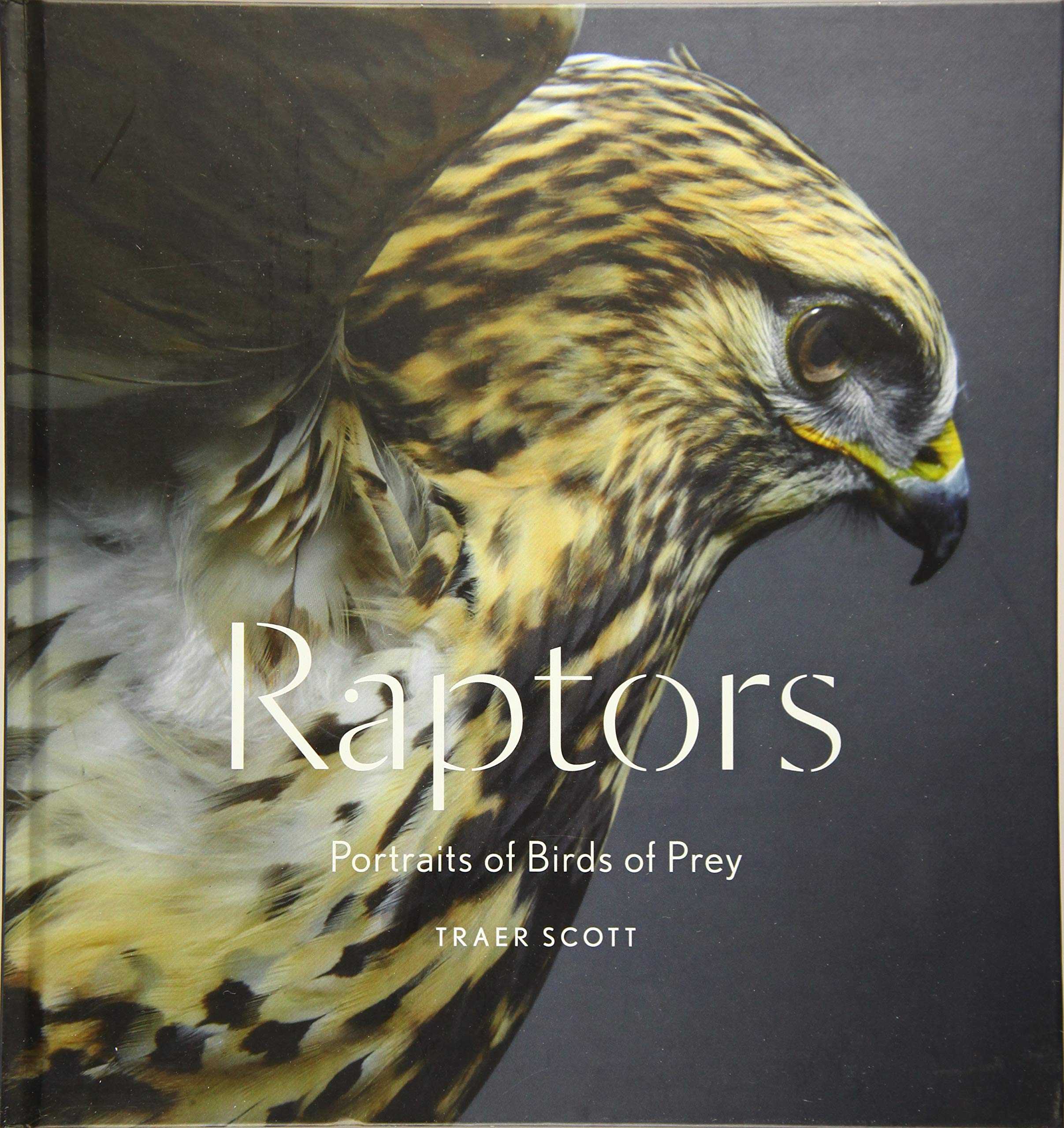 Amazoncom Raptors Portraits Of Birds Of Prey Bird