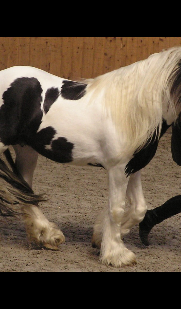 Clydesdale Horse Wallpaper HD Wallpapers of Clydesdale Horses