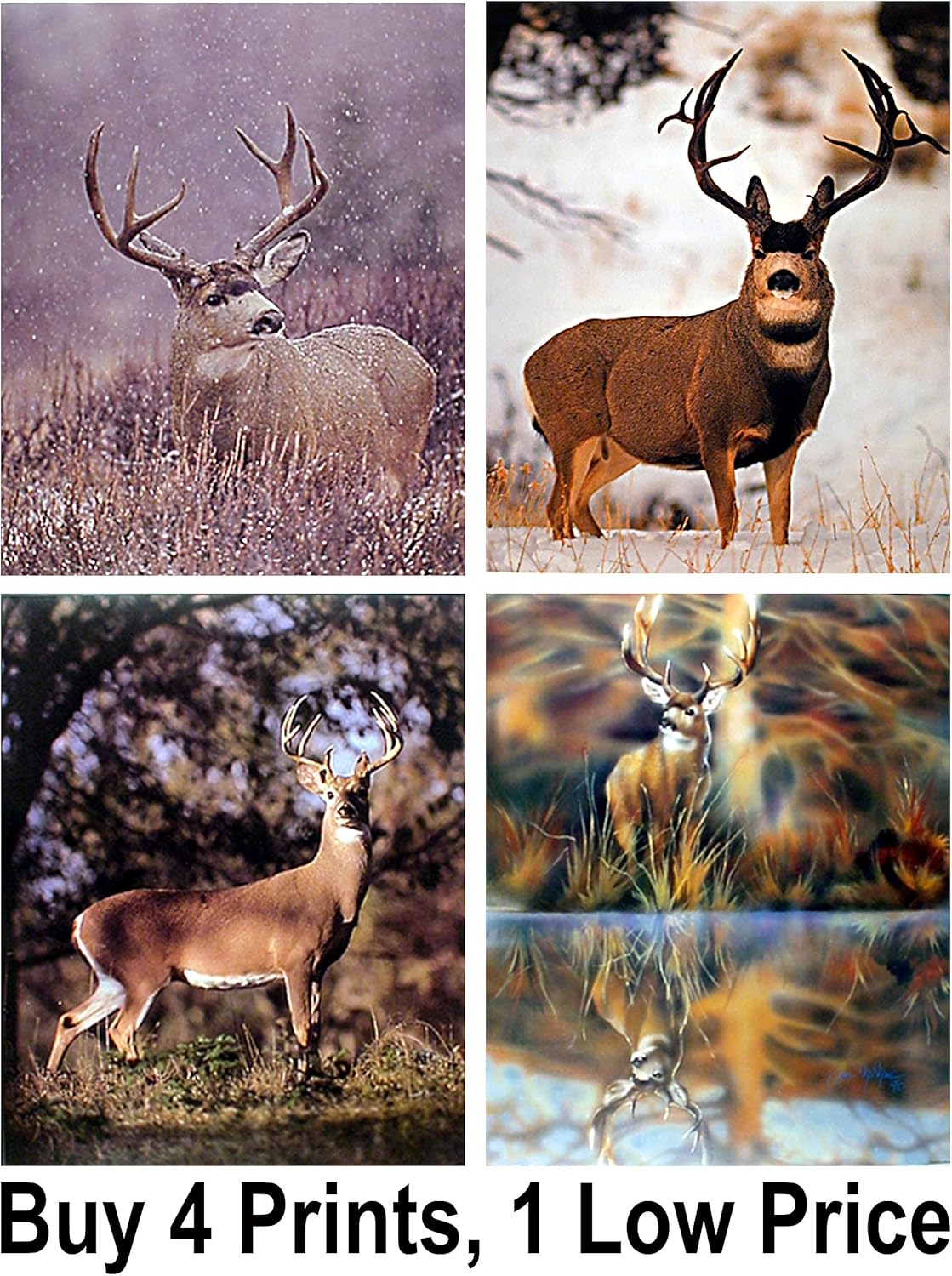 Amazon Whitetail Buck And Mule Deer Hunting野生動物4つ8 X 10セット画像壁装飾アートプリントポスター アートフレーム ポスター オンライン通販