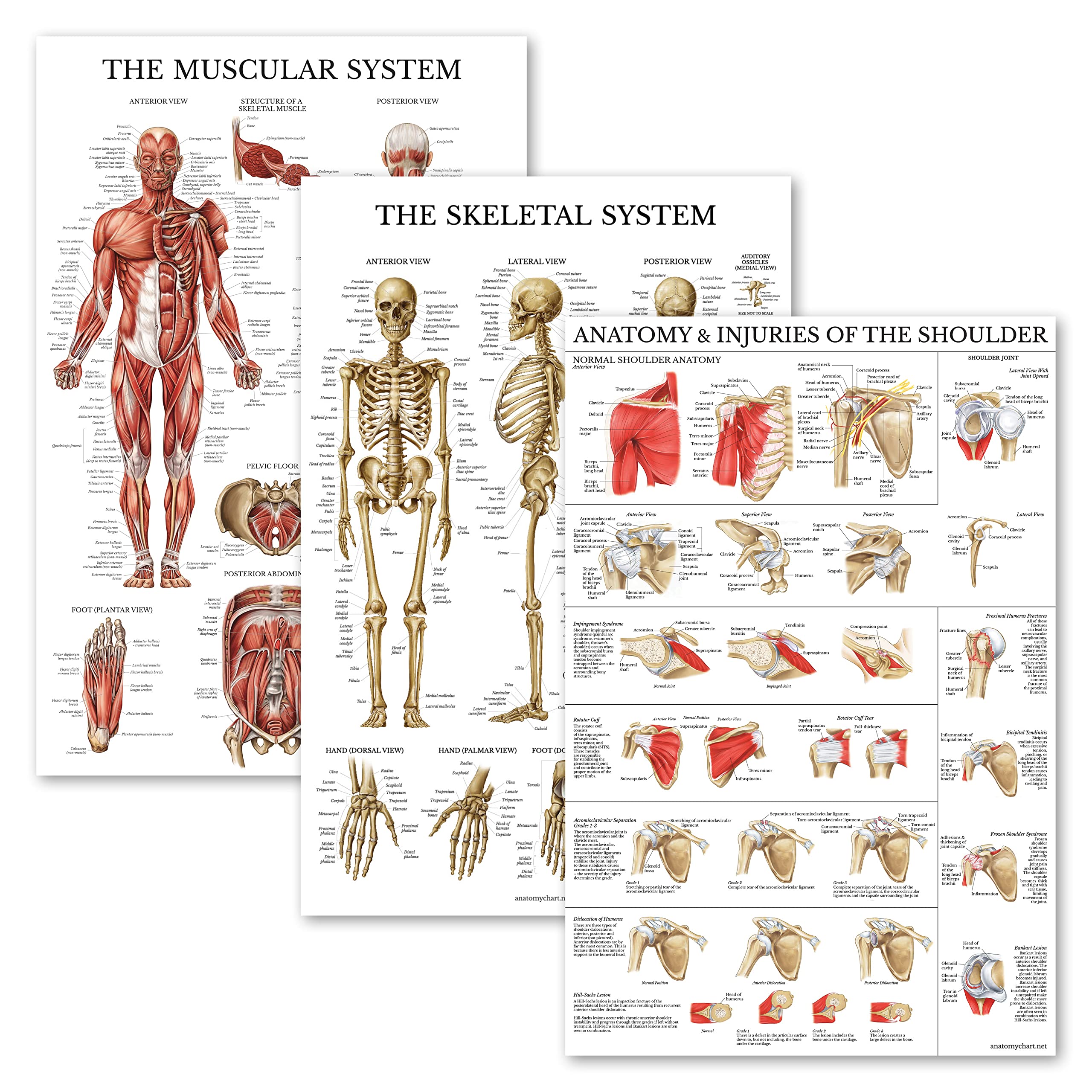 Palace Learning 3 Pack - Muscle + Skeleton + Anatomy & Injuries of the Shoulder Poster Set - Muscular and Skeletal System Anatomical Charts - Laminated - 18" x 24"