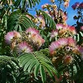 80+ Mimosa Silk Tree Seeds for Planting, Pink Albizia Tree Seed, Attracts Pollinators, Non-GMO Mimosa Seeds for Indoor Garden and Outdoor Planting