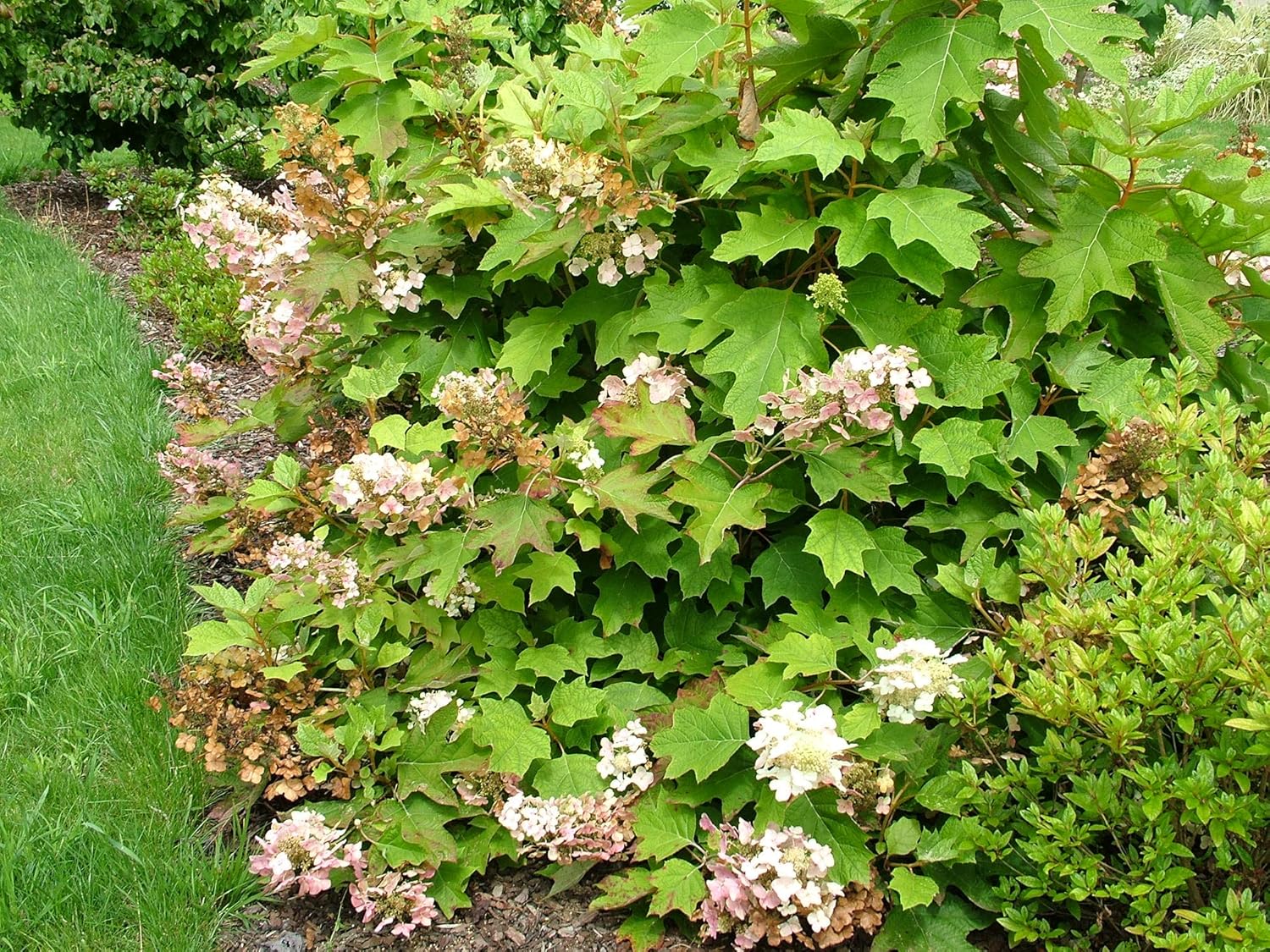 Fruits Et Arbres Fruitiers Graines Jean Huchet Hydrangea