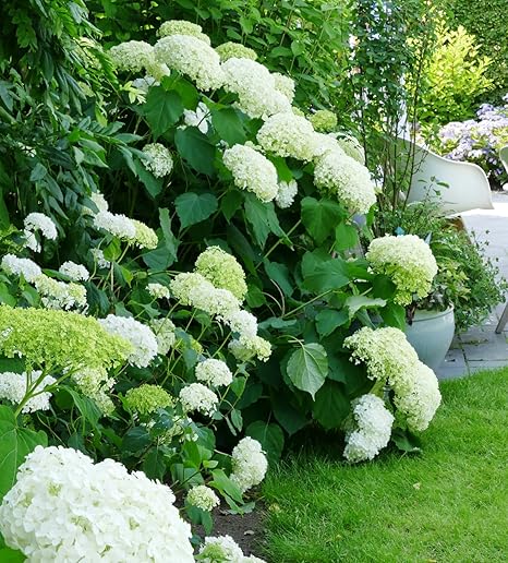 Weisse Schneeball Hortensie Annabelle Im Grossen 5 Liter Topf Amazon De Garten