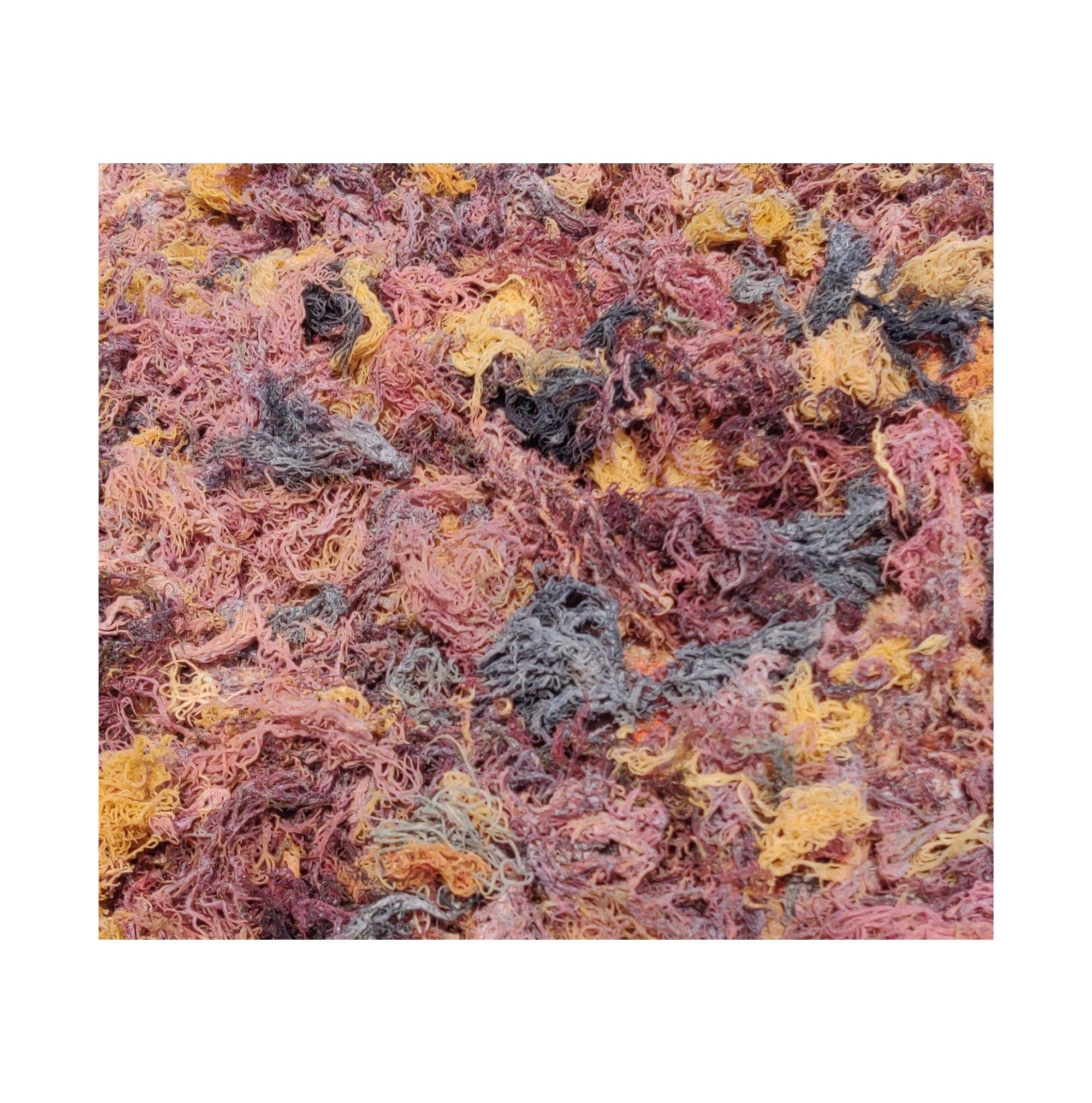 Wildcrafted Bulk Sea Moss | 5 lbs Mixed Seamoss from St.Lucia | No Chemicals No Preservatives | 100 