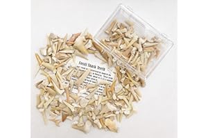 GOLDNUGGETMINER Box of Fossilized Shark Teeth - Fossil Collection - 50+ Teeth!