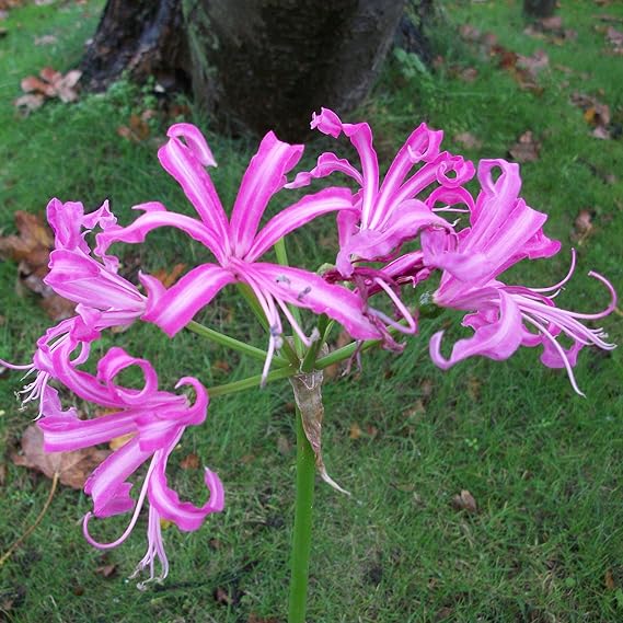 3 x Nerine 'Bowdenii' Bulbs Autumn Flowering Pink Cornish Lily Bulbs