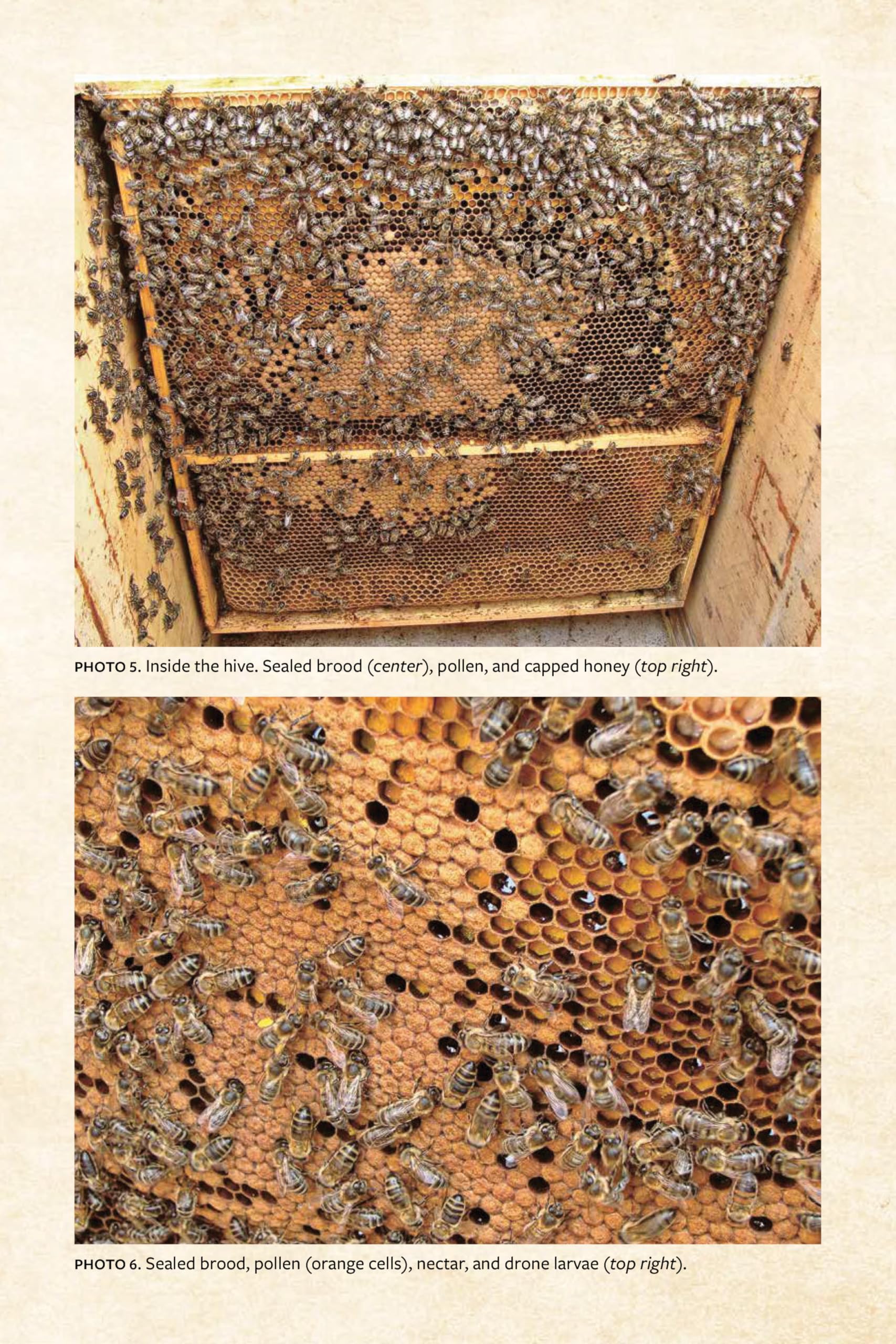 Keeping Bees with a Smile: Principles and Practice of Natural Beekeeping (Mother Earth News Wiser Living Series)