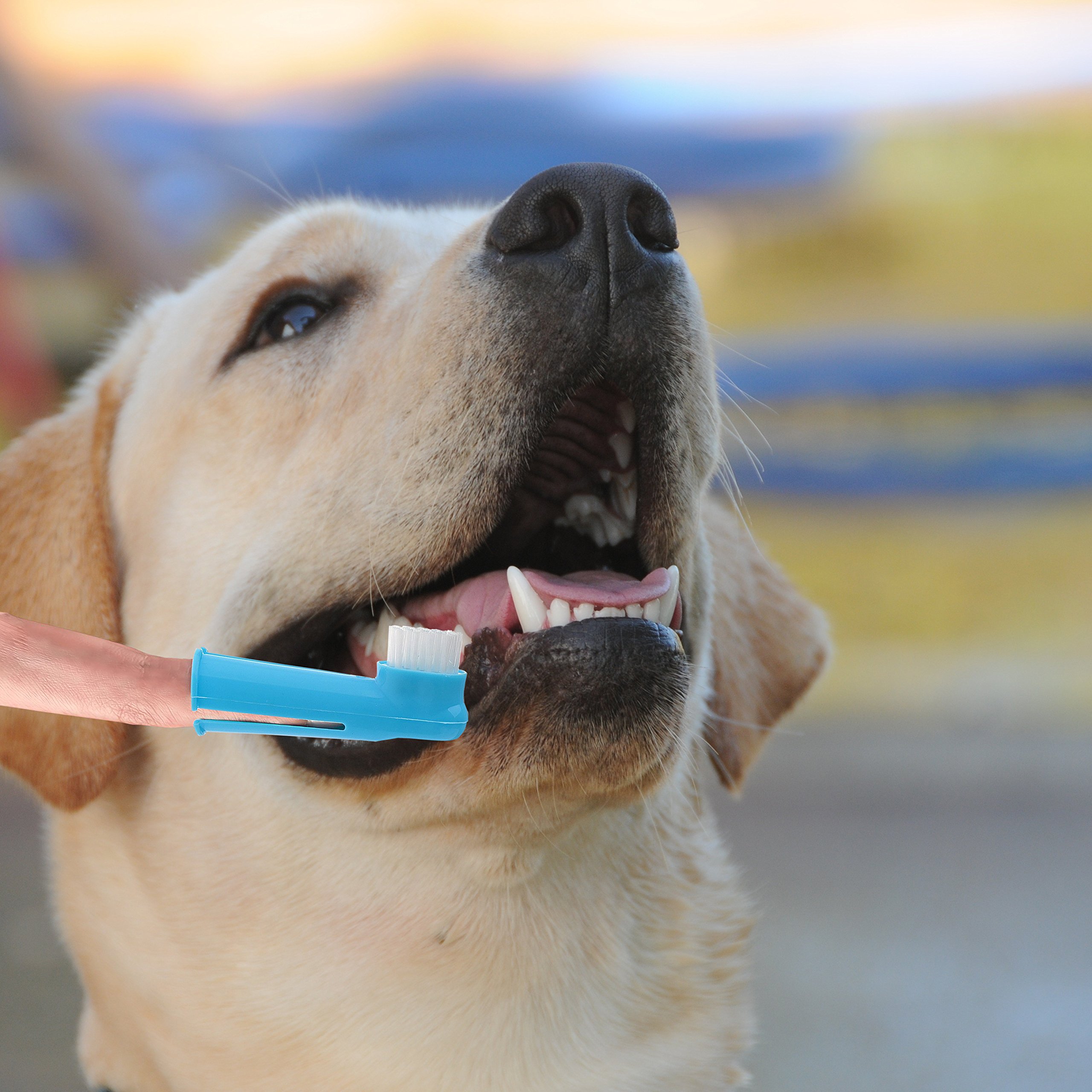 Dog Toothbrush Set of 1 Dual-headed Brush For Better Dog Dental Care And Dog Breath Freshener - Bonus 2 Finger Toothbrushes Included -for Small to Large Dogs, Cats, & Most Pets