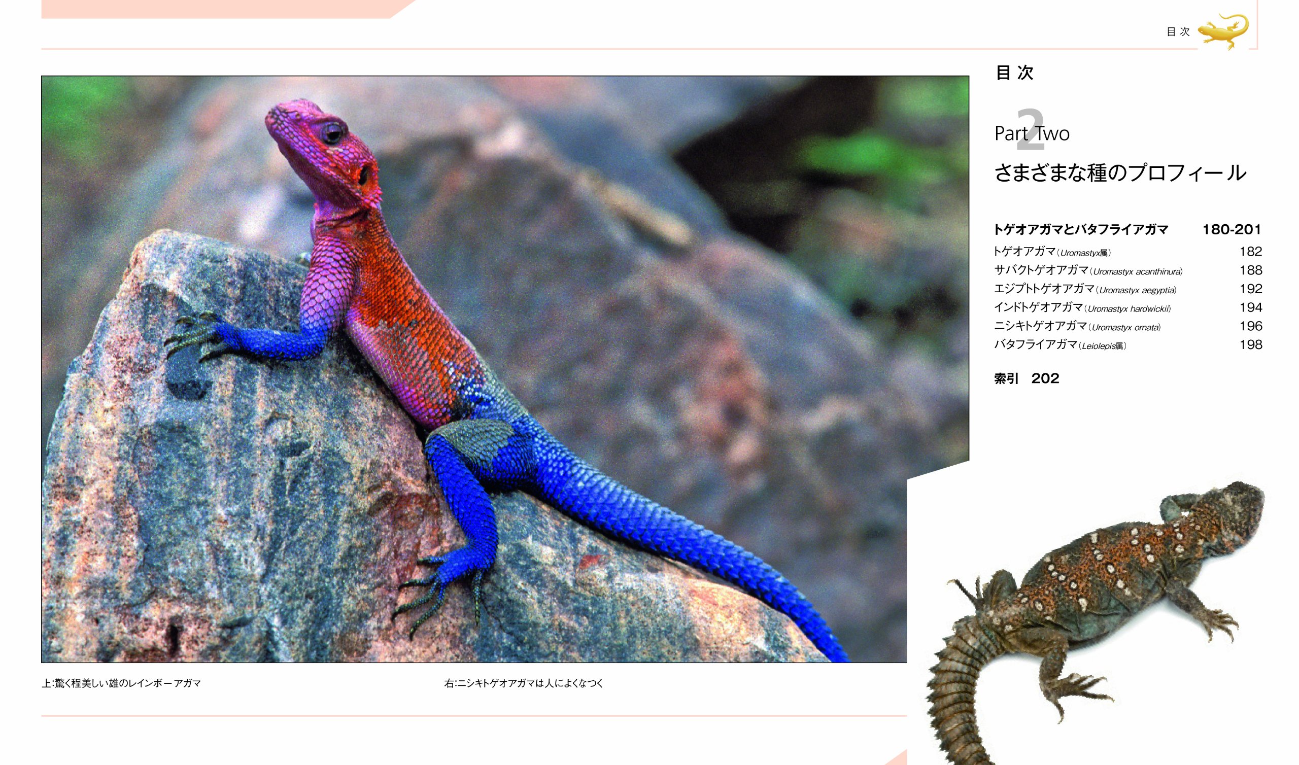 Bearded Lizard Encyclopedia 12 Isbn Japanese Import Amazon Com Books