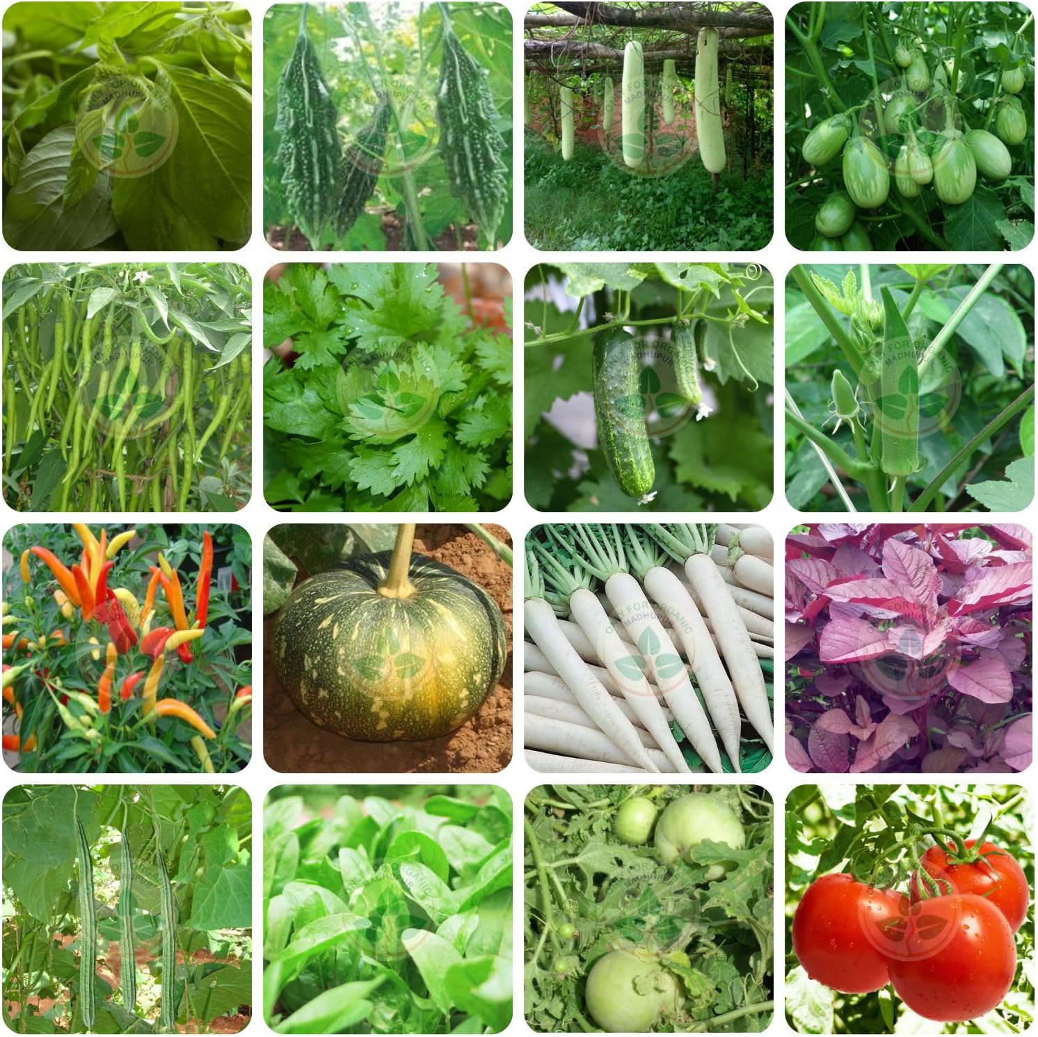 Only For Organic sixteen vegetable seeds(4330+ seeds) with cocopeat block & instruction manual