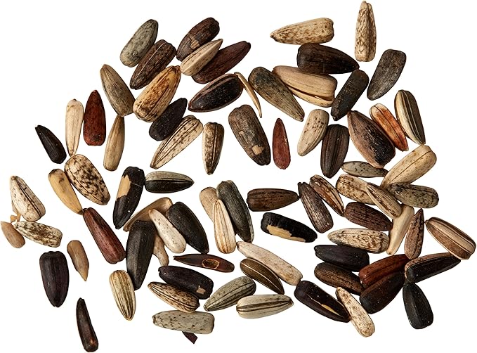 Premier Seeds Direct Giant Sunflower Mongolian Seeds (Pack of 20) Amazon.co.uk Garden & Outdoors