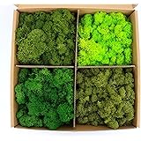 Preserved Moss 4 Color Reindeer Moss, Total 14OZ Each Color 3.5OZ, Colored Moss for Moss Crafts, Moss Wall, Home Office Artis