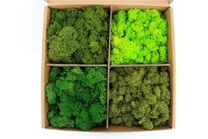 Amoueterno Preserved Moss 4 Color Reindeer Moss,Total 14OZ Each Color 3.5OZ, Natural Real Green Moss DIY Kit Moss Crafts Art Wall Decor Florist Decor Forest Green/Yellow Green/Leaves Green/Grass Gree