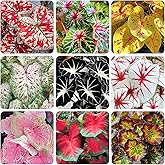 200Pcs Mix Caladium Seeds for Planting for Planting - Shade Loving, Heat Tolerant, Perfect for Containers &amp; Indoor Decor