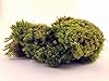 Fresh Mood Moss Perfect for Terrariums and Bonsai