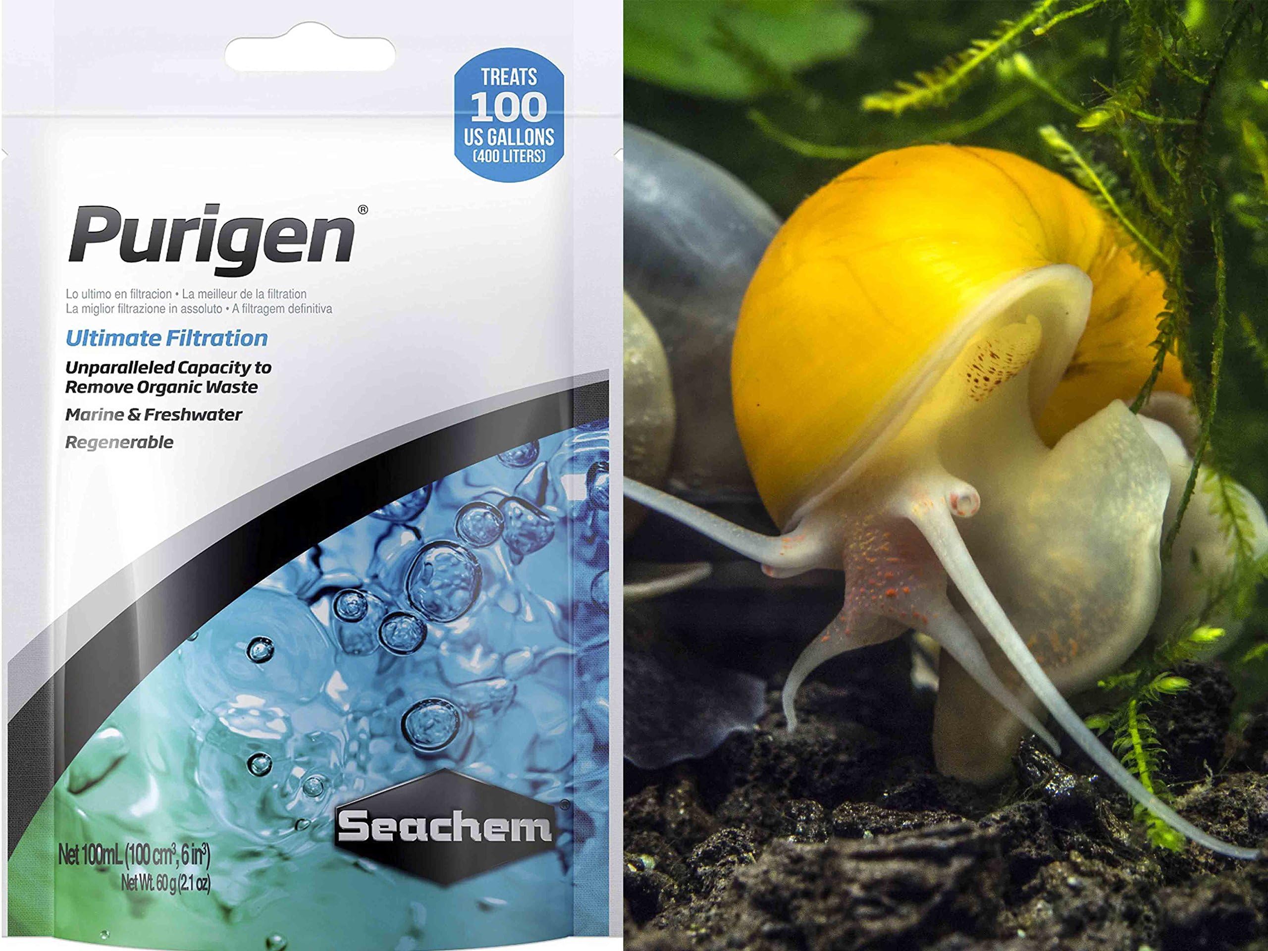 Bundle - 2 Items: 3 (Young Adult 1/2 to 2+ inches in Diameter) Golden Mystery Snails, Seachem Purigen 100mL - by Aquatic Arts