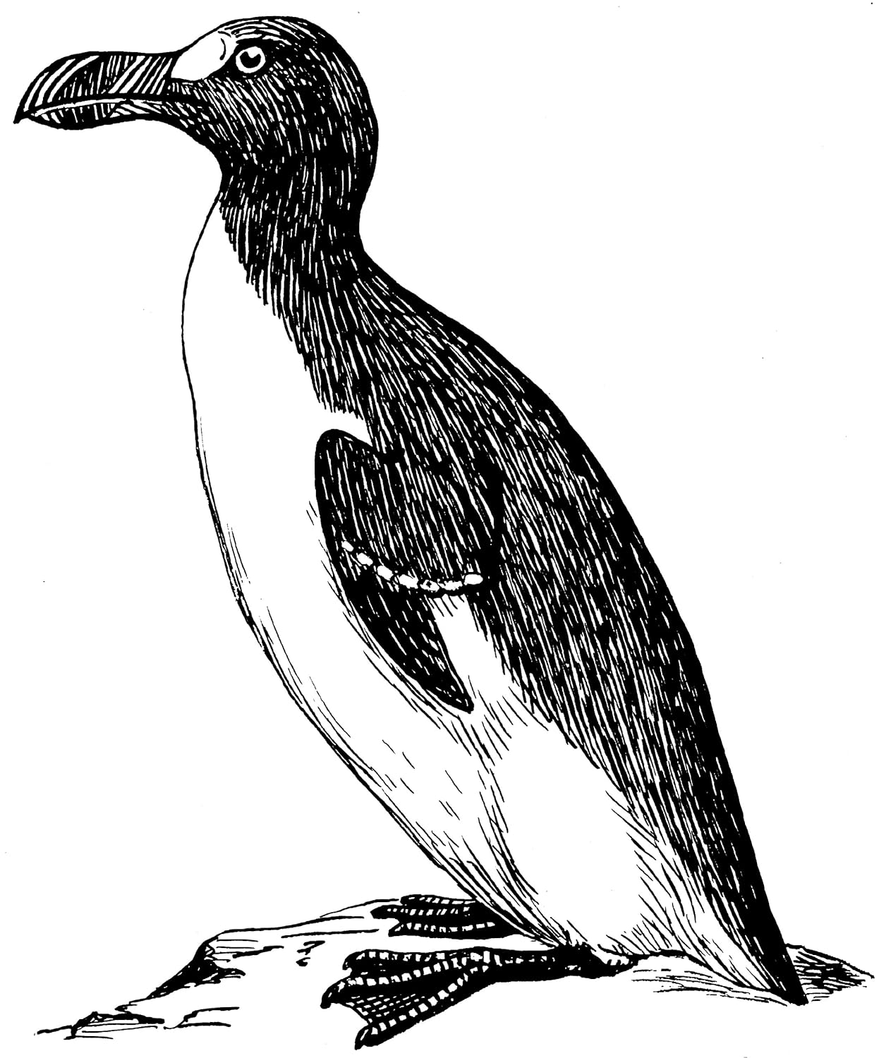 7 cm x 5 cm acrílico imán para nevera de dibujo Auk: Amazon.es: Hogar