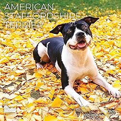 July 2025- December 2026 American Stafford Terrier