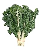 Swiss Chard, Fordhook Giant Seeds - Non-GMO - 5