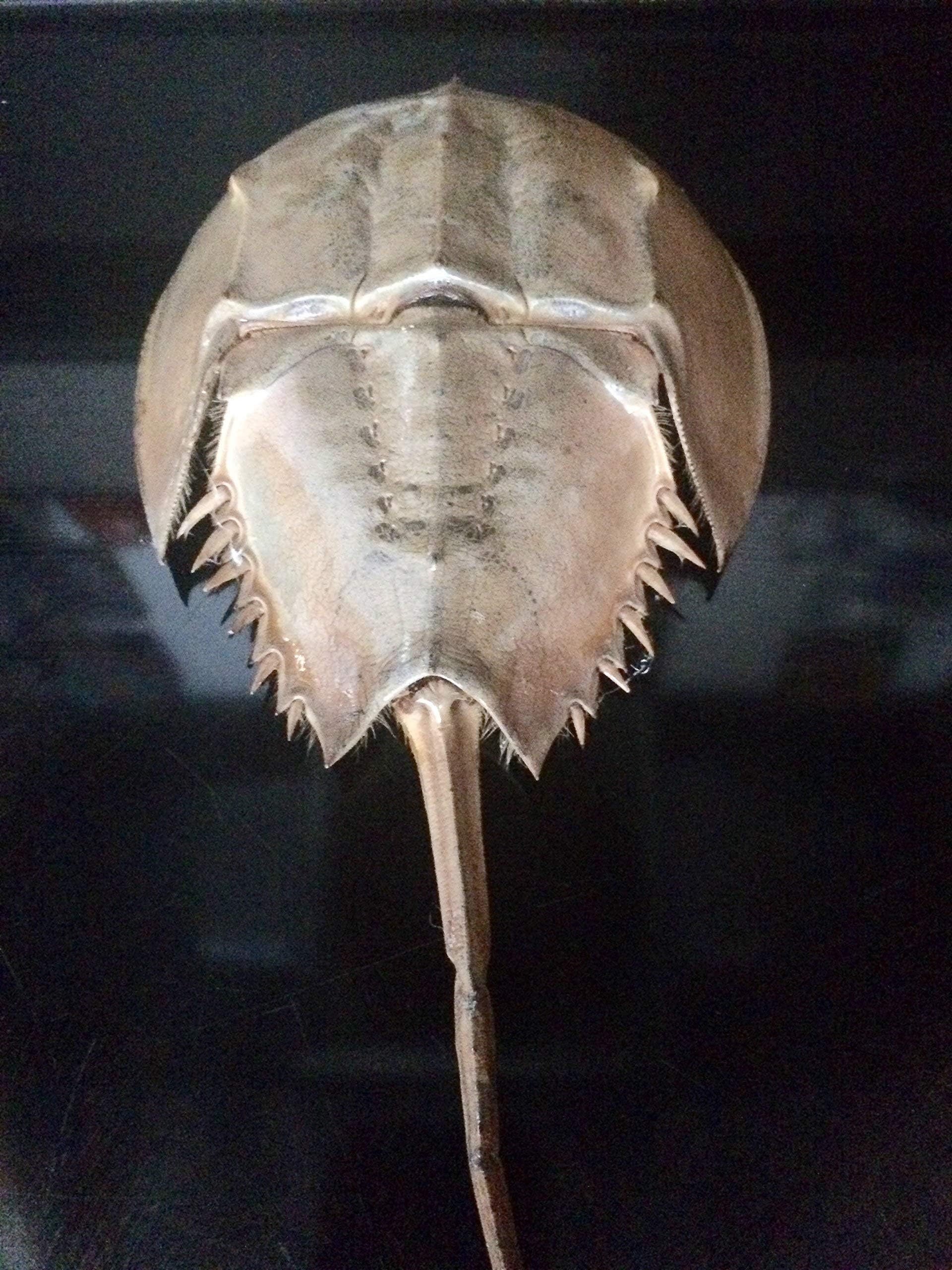 Clear Coated Atlantic Horseshoe Crab Shell Decorative Bowl