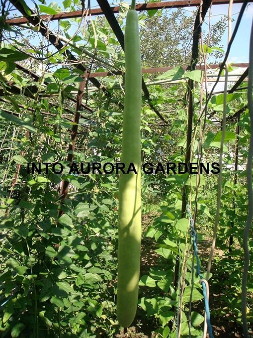 Portal Cool 20 Italian Cucuzzi Seeds Cucuzza Squash Non Gmo Heirloom Usa Seeds Amazon Ca Home Kitchen