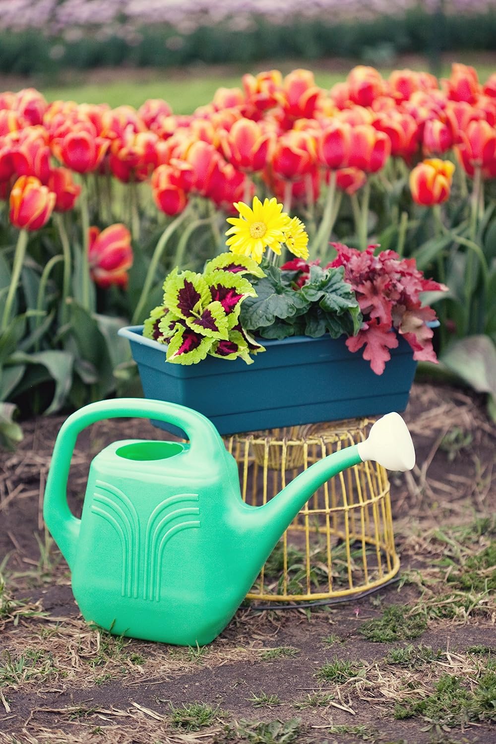 Bloem Classic JW Watering Can, 2 Gallon, Deep Sea (JW82-31), Deep Sea Blue : Garden & Outdoor