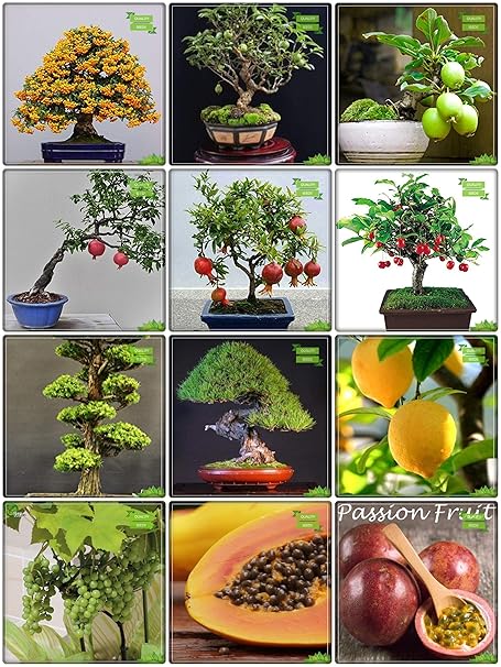Creative Farmer Plant Seeds Combo Fruit Bonsai Suitable & Fruit Bonsai Suitable Kitchen Garden Pack