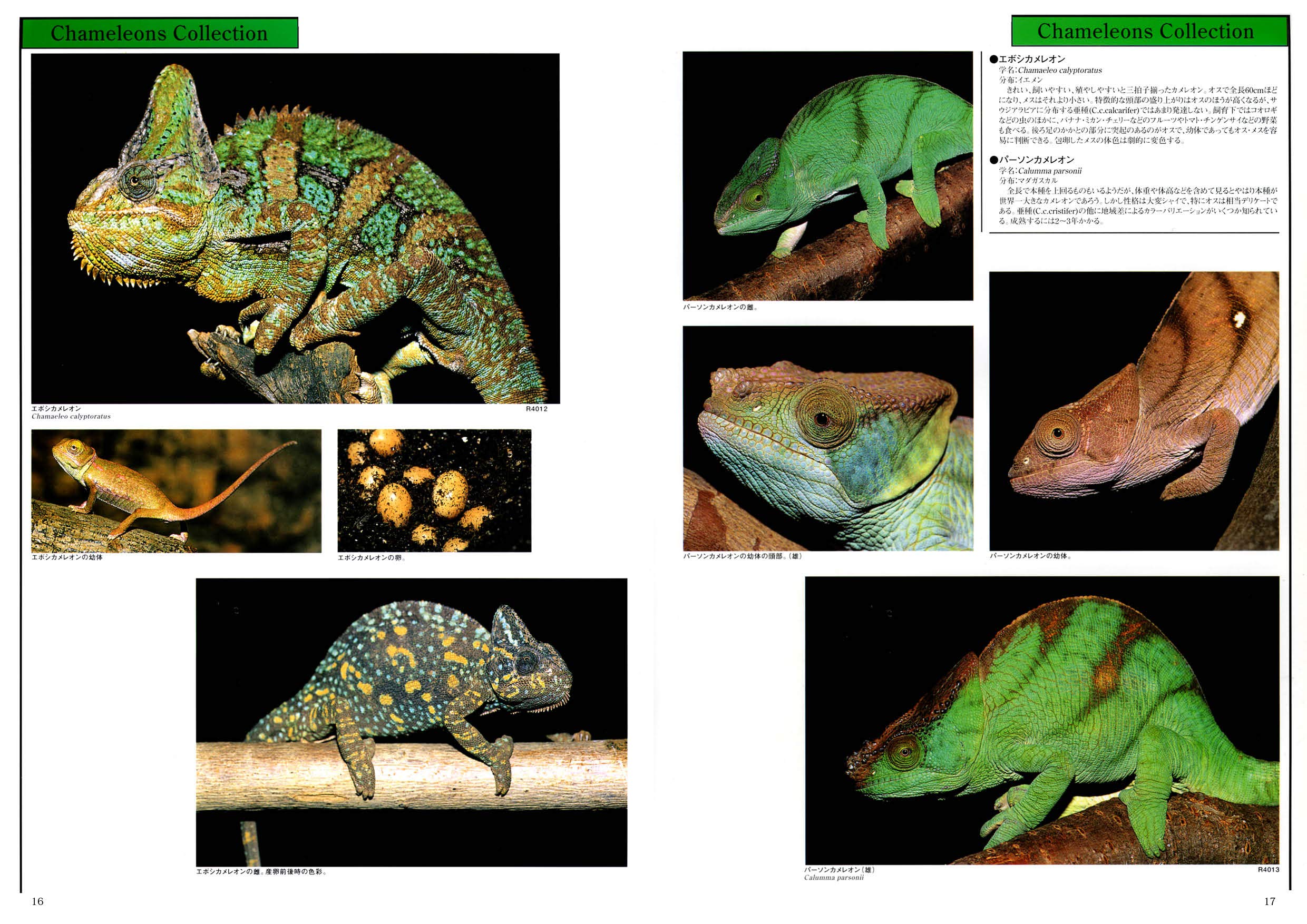 定番スタイル アクアマガジン Bible Www Anavara Com