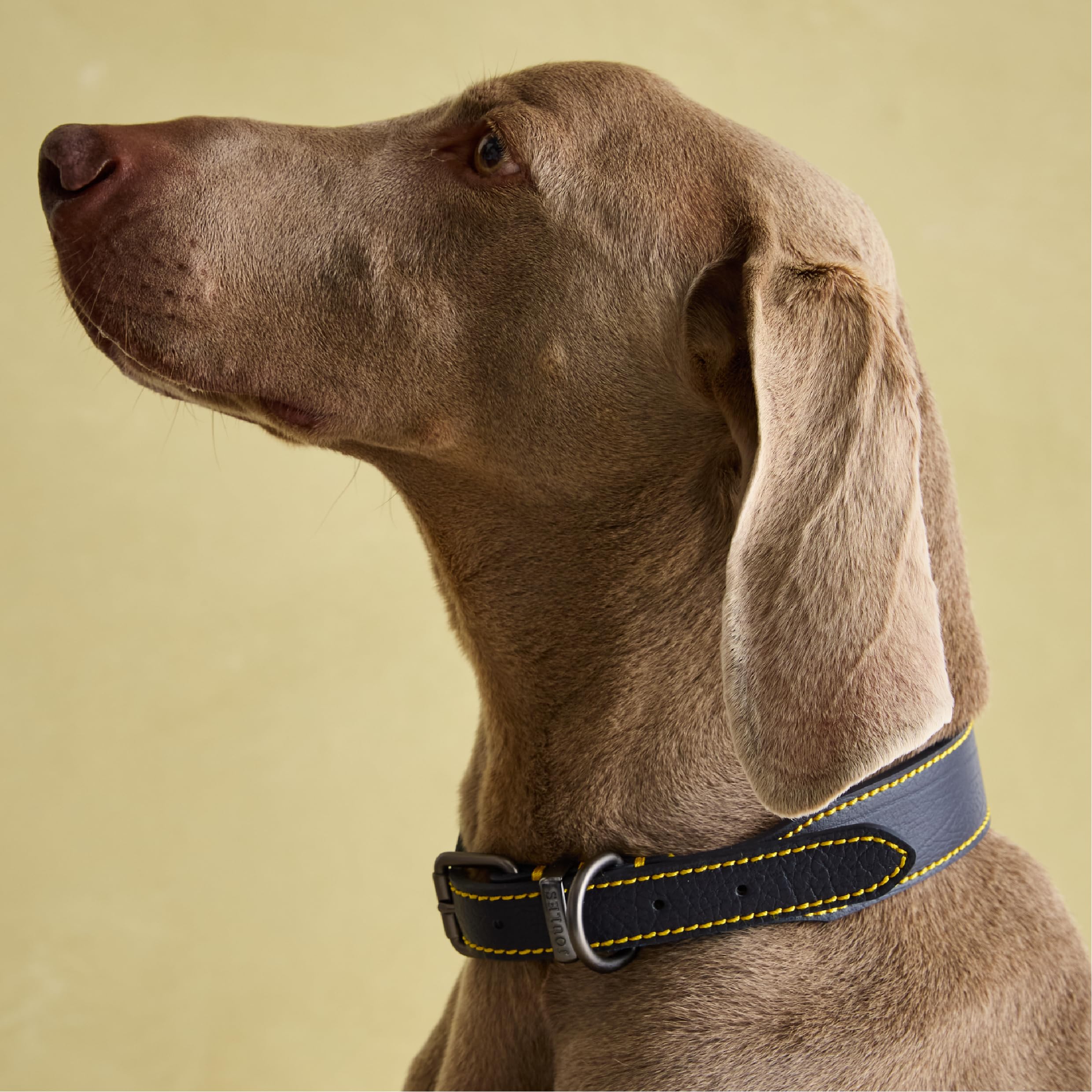 Rosewood Joules Navy Leather Dog Collar, Large