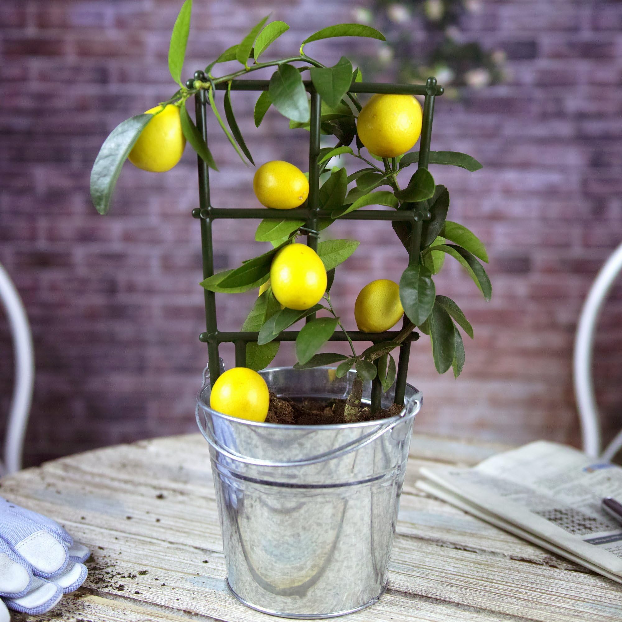 Mini Citrus Lemon Tree - Grow Your Own - 13cm Plant - House / Office Live Indoor Pot Plant Tree - Ideal Gift In 15cm Silver Pot