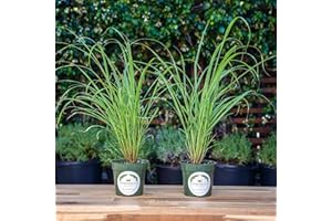CITRONELLAKING 2 Lemongrass in 4-inch Pots, Cymbopogon Citratus, West Indian Lemon Grass, Fully Rooted for Kitchen Garden