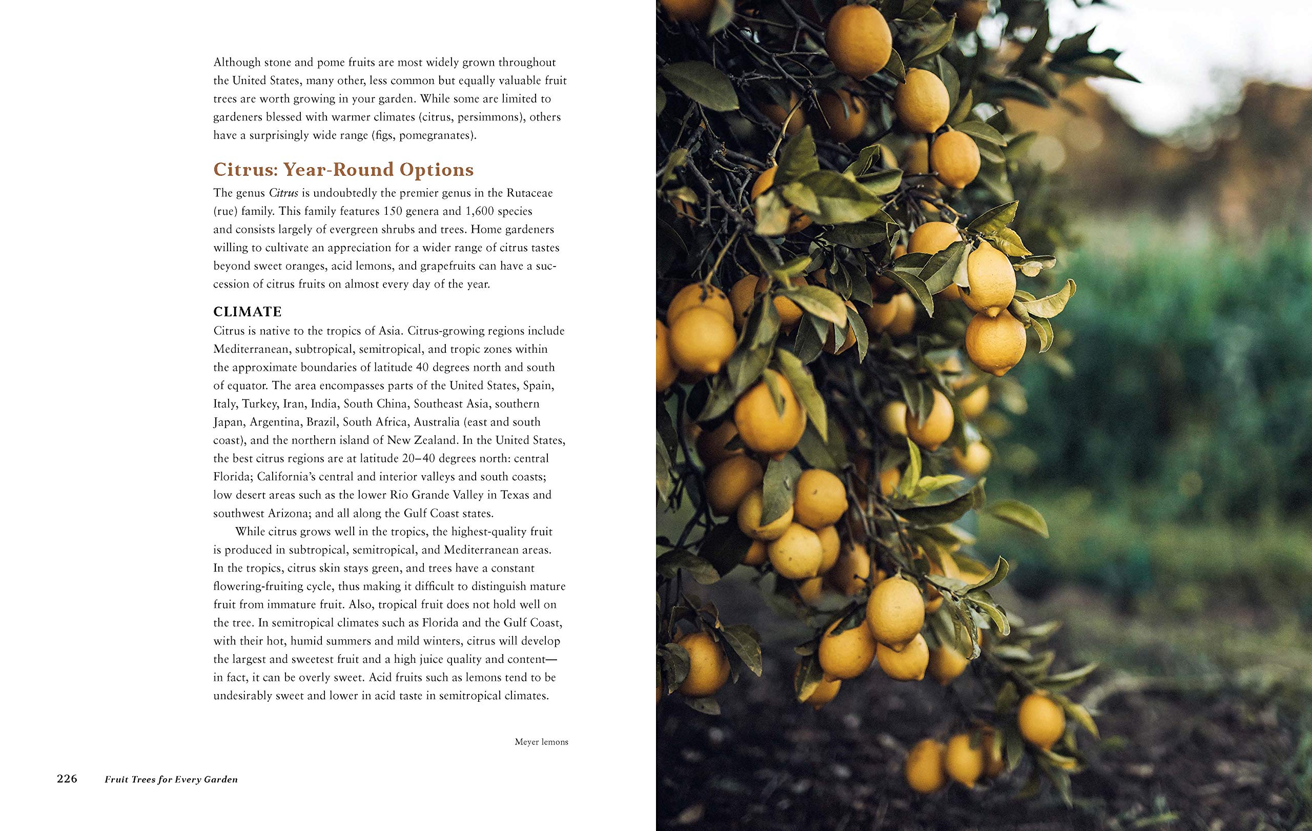 Fruit Trees for Every Garden: An Organic Approach to Growing Apples, Pears, Peaches, Plums, Citrus, and More Fruit Trees for Every Garden: An Organic Approach to Growing Apples, Pears, Peaches, Plums, Citrus, and More Fruit Trees for Every Garden: An Organic Approach to Growing Apples, Pears, Peaches, Plums, Citrus, and More Paperback Kindle