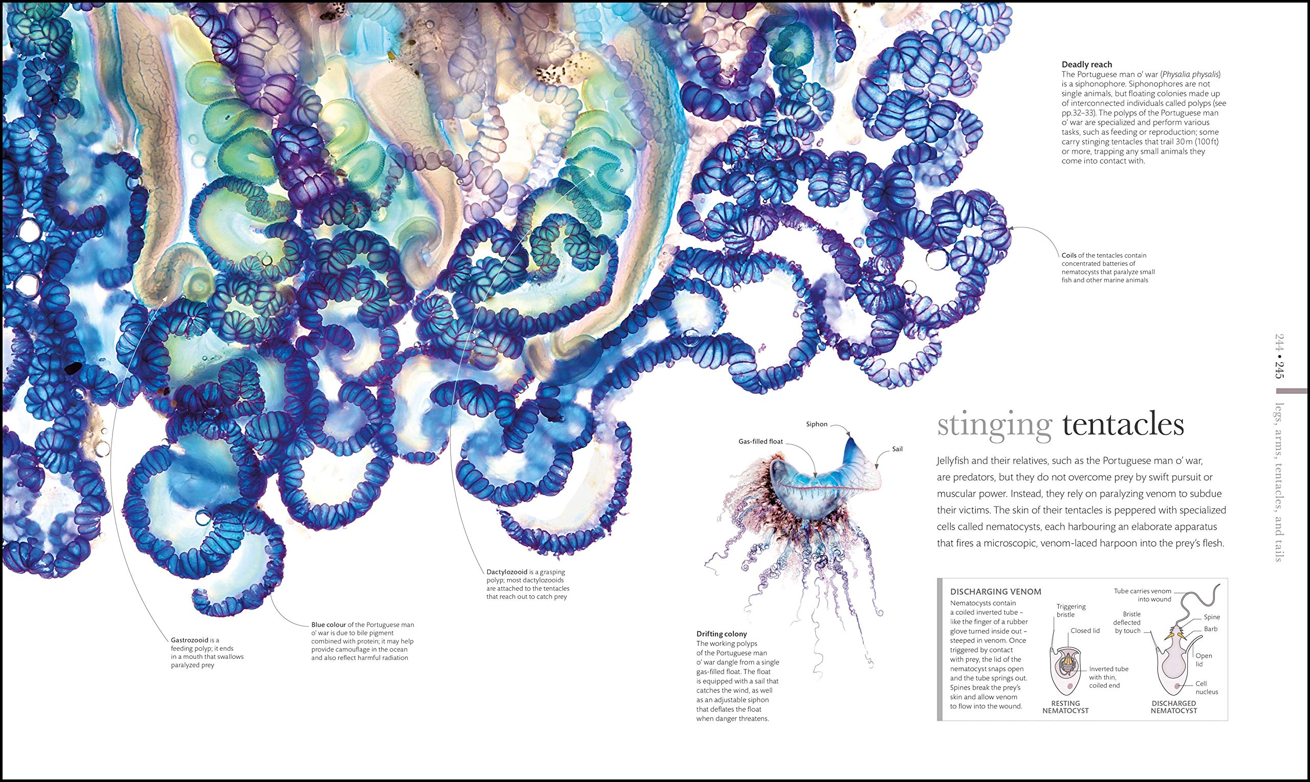 The Science of Animals: From molluscs to mammals